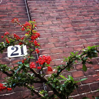 house number 21 huged by plants against a brick wall in Amsterdam